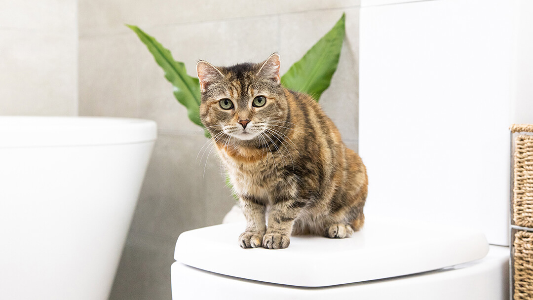Chat assis dans une salle de bains
