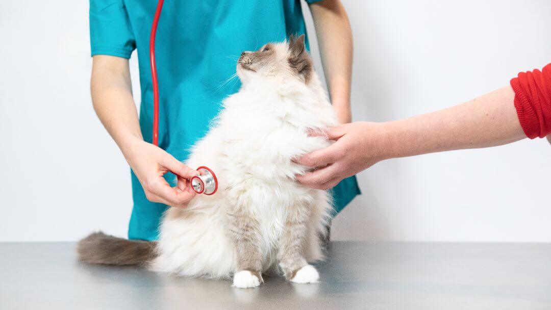 Flauschige Katze, die von einem Tierarzt untersucht wird