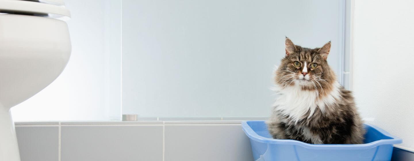Katze sitzt in einer blauen Katzentoilette im Badezimmer