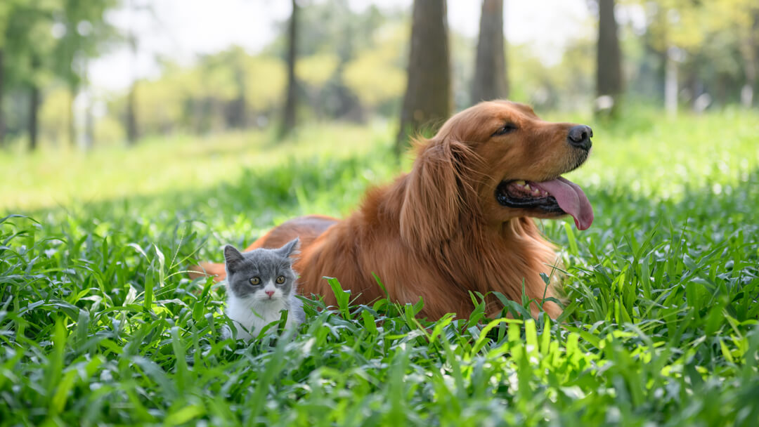 Petit chaton assis avec un chien dans les hautes herbes