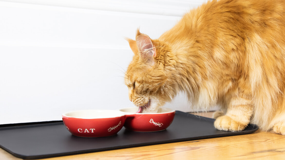 Gamme d’aliments pour la santé des reins du chat