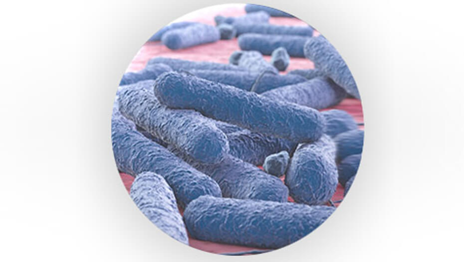 Bactéries pré-biotiques