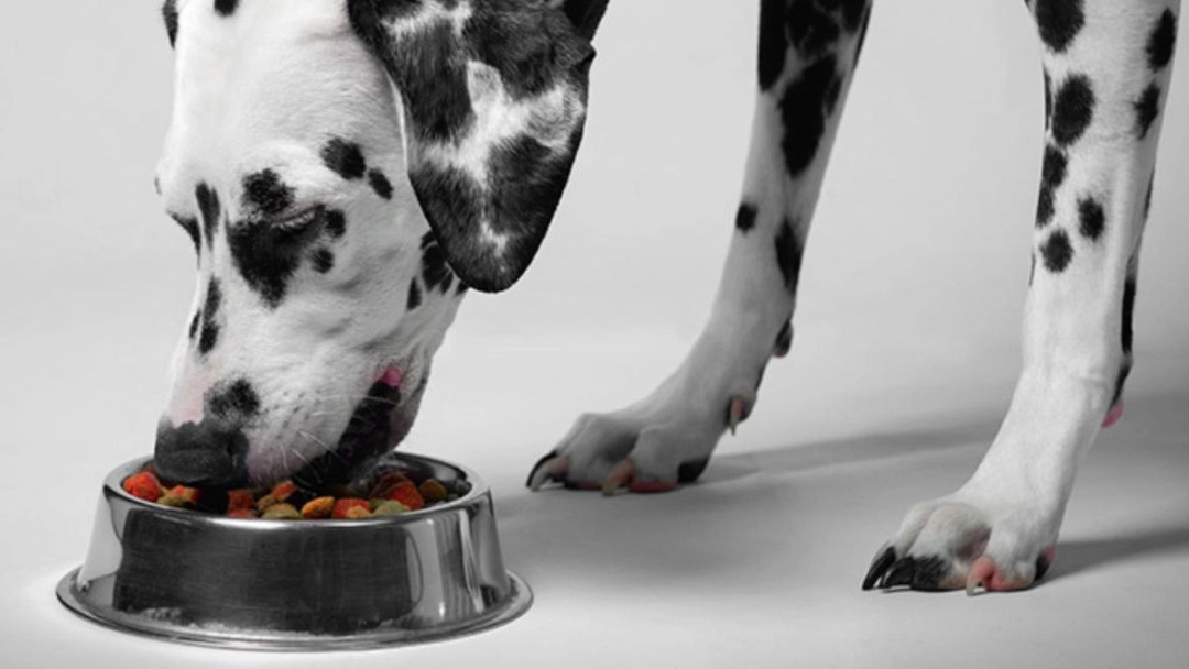 Fütterung von Hunden grosser Rassen