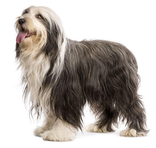  Colley barbu (Bearded Collie)