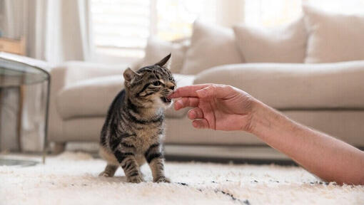 Kätzchen beisst in einen Finger