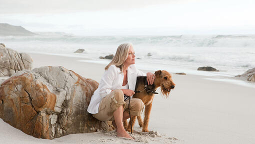 Airedale Terrier am Strand mit Mensch