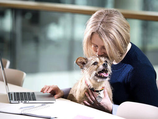 Terrier sitzt auf dem Schoss einer Frau, während sie am Laptop arbeitet