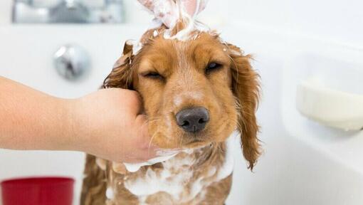 Welpe wird am Kopf mit Shampoo eingeseift