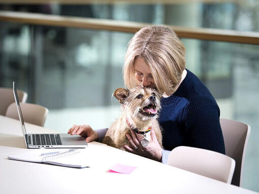 Terrier assis sur les genoux d'une femme pendant qu'elle travaille sur un ordinateur portable