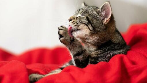 chat faisant sa toilette avec sa langue