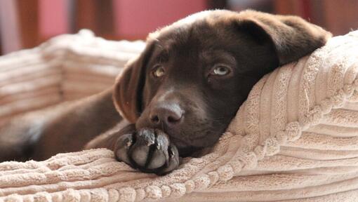 Schokoladenbrauner Labradorwelpe, der auf einem Bett liegt