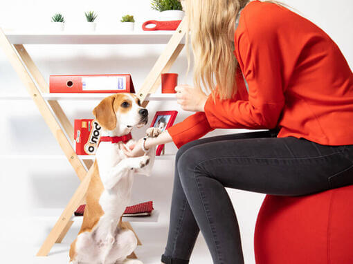 Beagle sitzt an einem Schreibtisch mit Bonio-Boxen