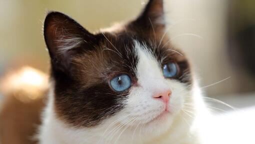 Chat Snowshoe aux yeux bleus regardant intensément vers la droite