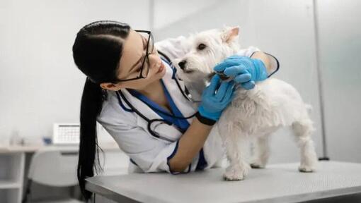 Terrier wird beim Tierarzt untersucht
