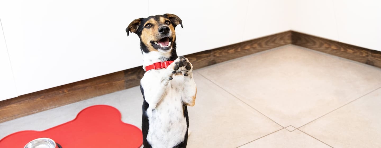 petit chien debout sur les pattes arrière et levant les pattes avant