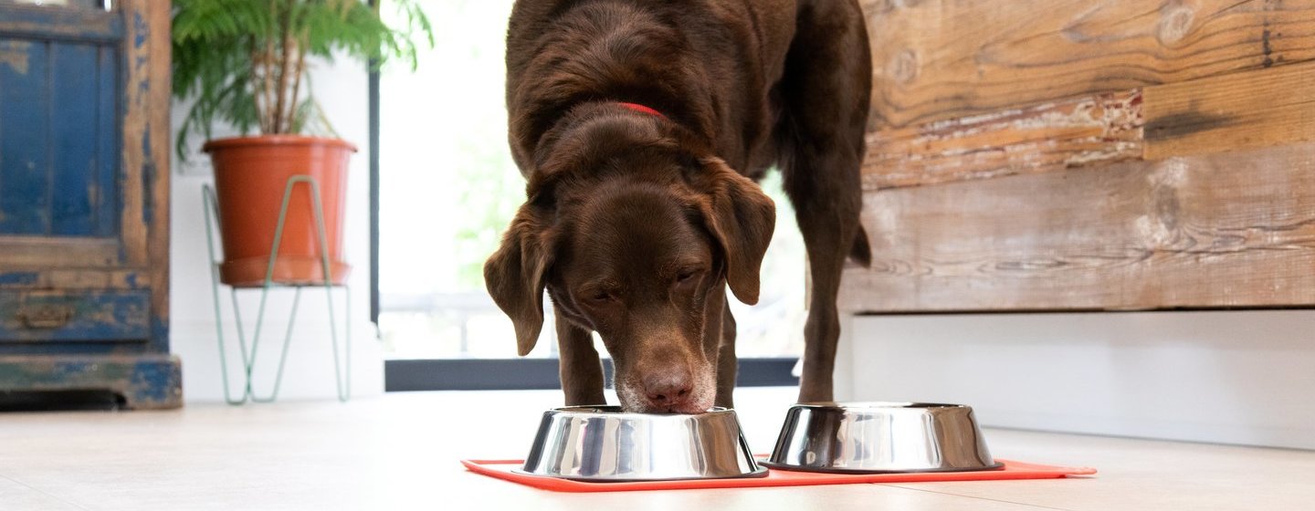 Labrador chocolat mangeant dans une gamelle