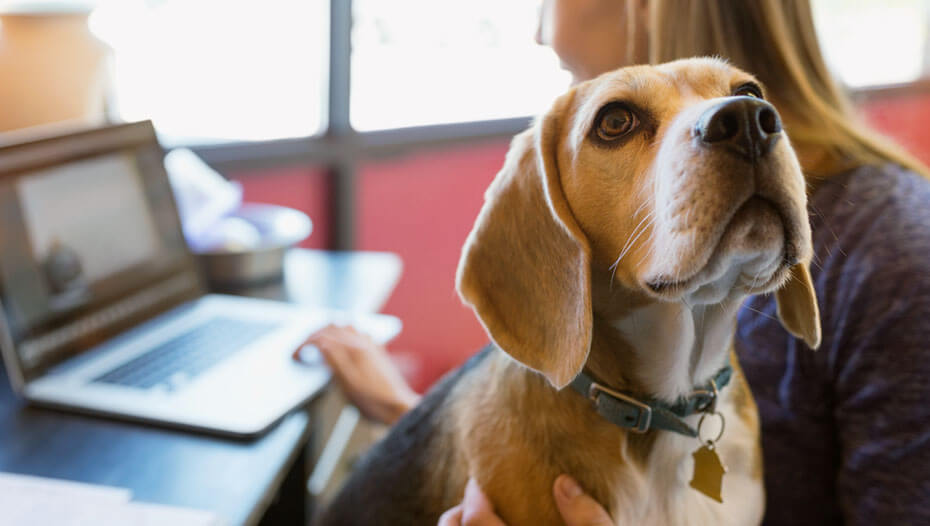 Vrouw die werkt op laptop met Beagle