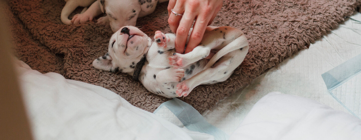 Chiots Dalmatien se faisant chatouiller le ventre