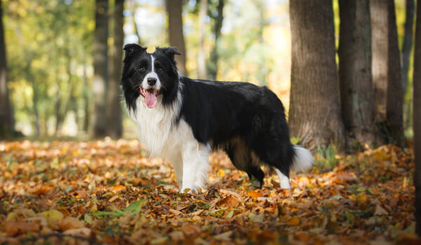 chien dans la nature