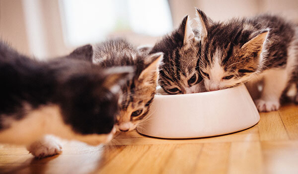 chatons mangeant dans le même bol