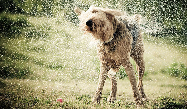 chien qui secoue l'eau