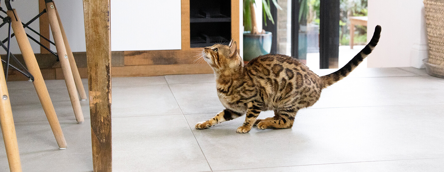 Chat s'apprêtant à sauter dans la cuisine