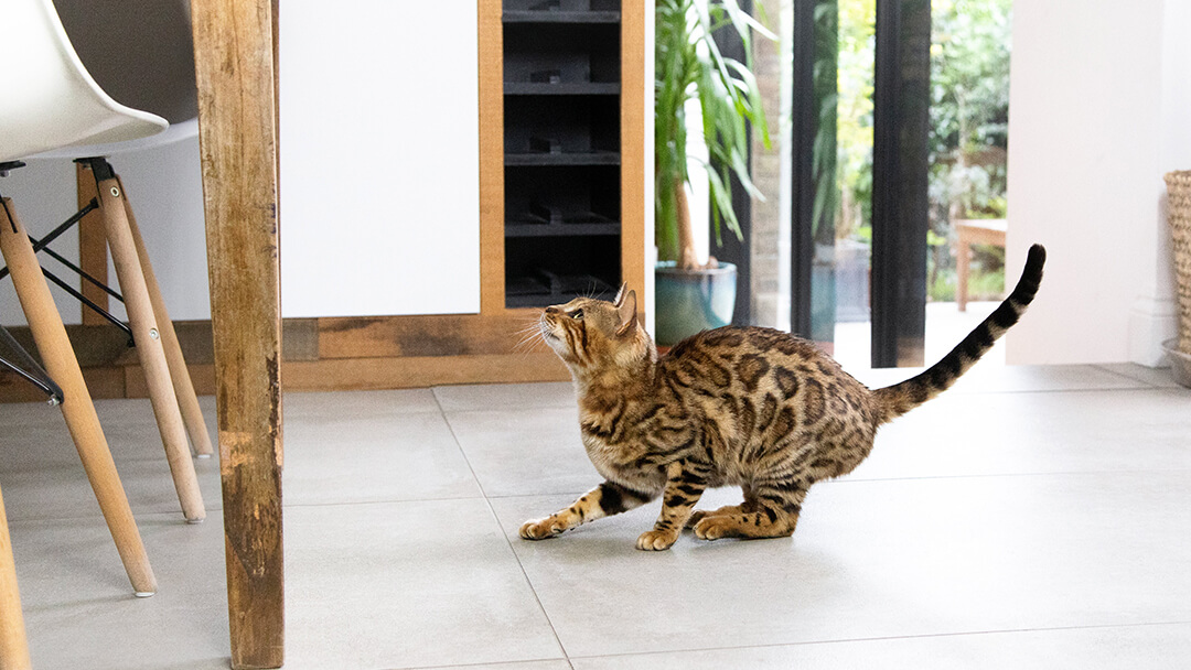 Chat s'apprêtant à sauter dans la cuisine