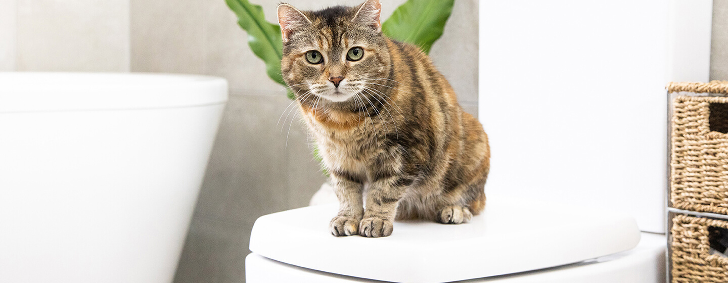 Chat assis dans une salle de bains