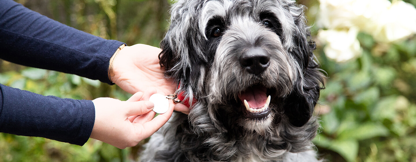 Humain regardant le collier d’un chien