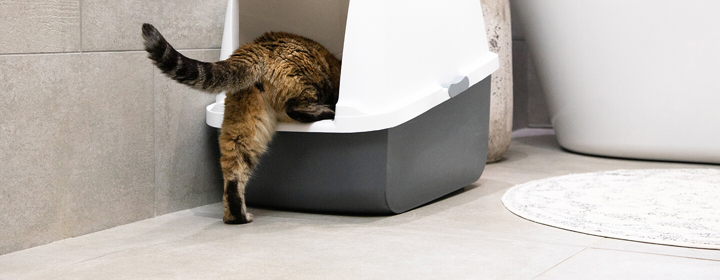 Katze hat Blut im Stuhl Ursachen & Tipps Purina