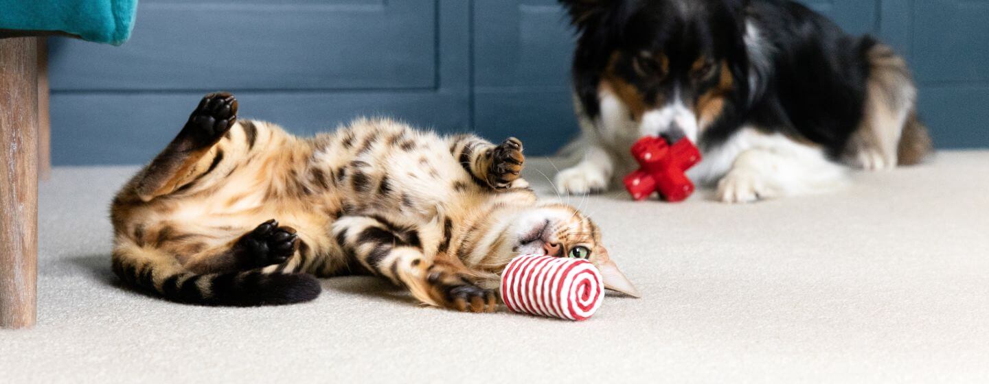COVID-19 et chats et chiens : tout ce que vous devez savoir