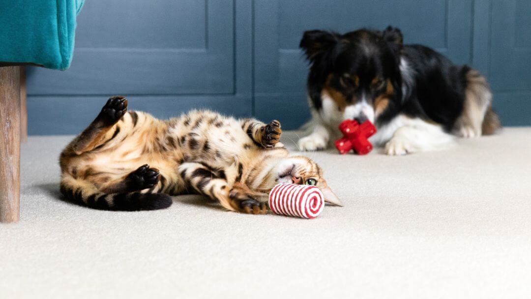 COVID-19 und Katzen & Hunde: Alles, was Sie wissen müssen