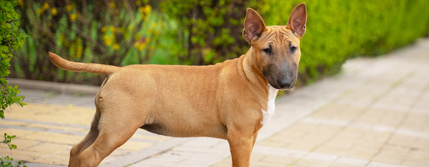 Hund, der in einem Garten steht