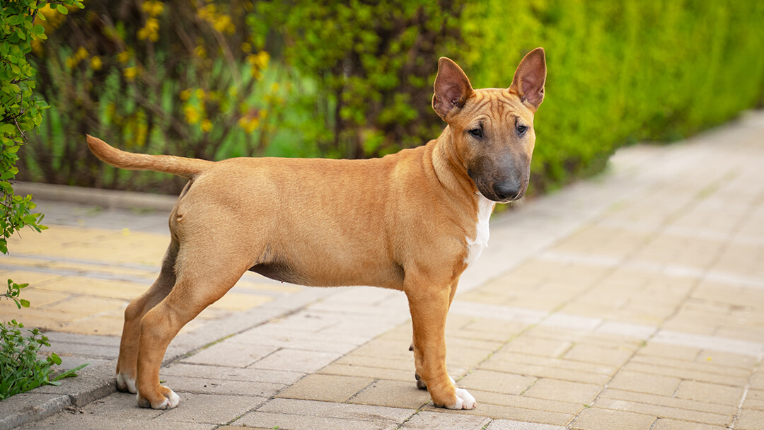 Hund, der in einem Garten steht