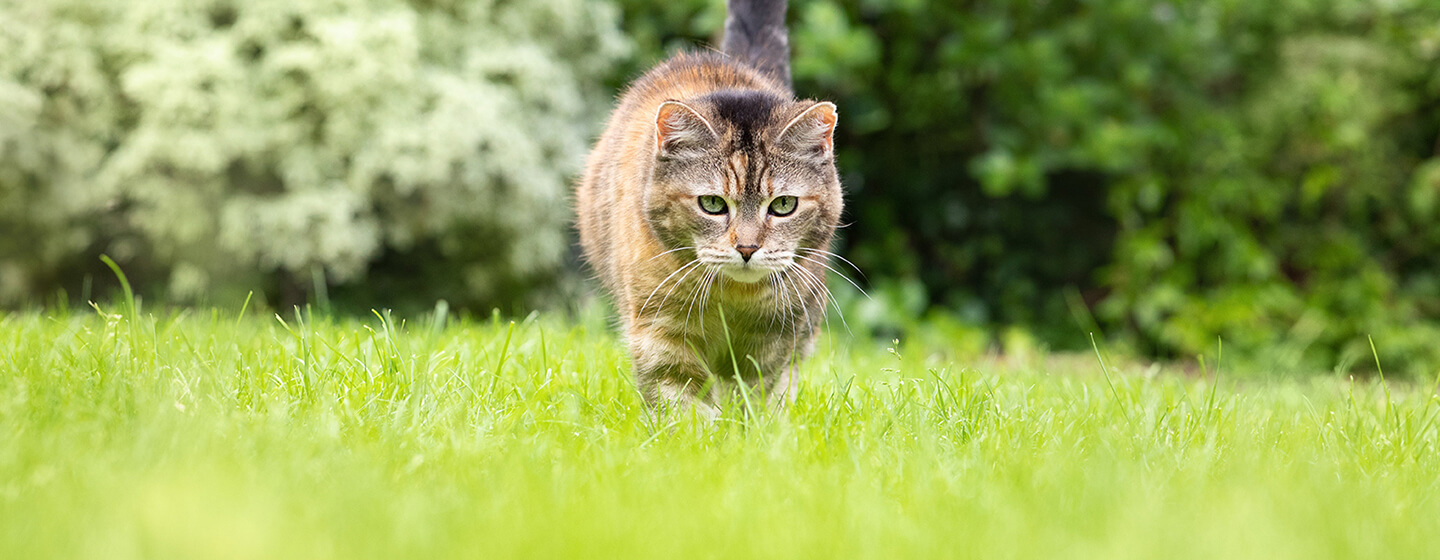 Chat marchant dans l'herbe