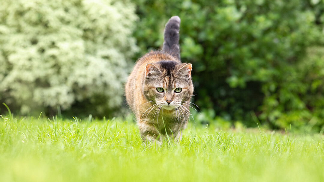 Chat marchant dans l'herbe