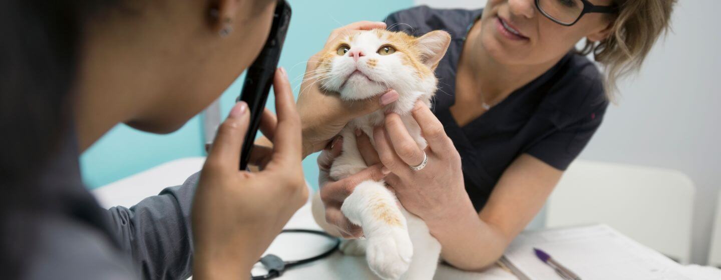 Tierarzt, der die Augen einer Katze untersucht