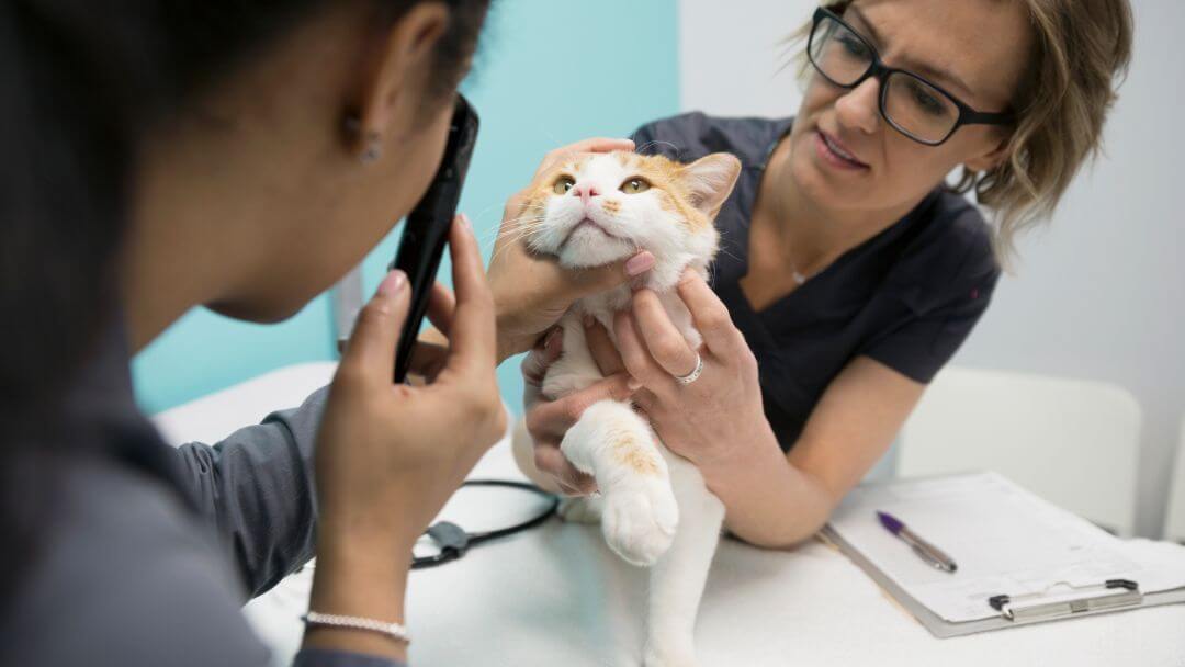 Tierarzt, der die Augen einer Katze untersucht