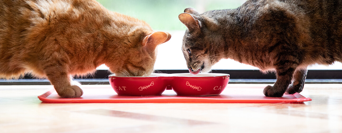 Deux chats mangeant dans une gamelle rouge