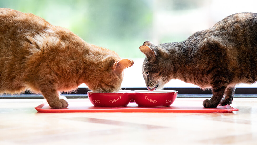 Zwei Katzen, die aus einem roten Napf fressen