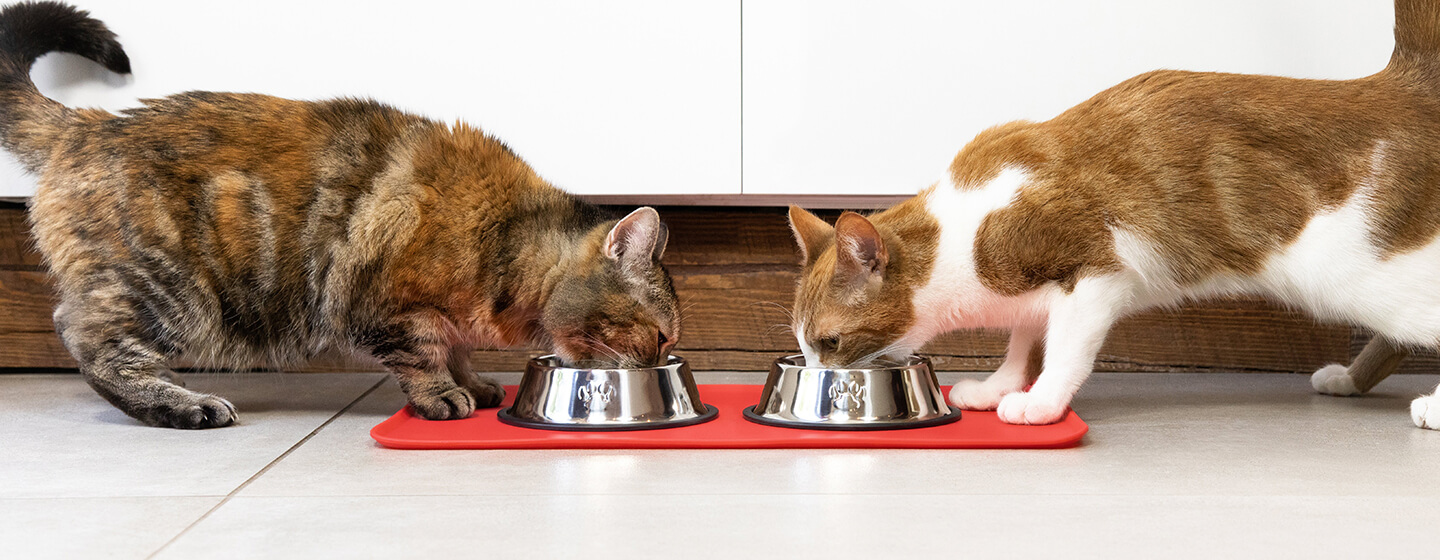 Deux chats mangeant dans une gamelle