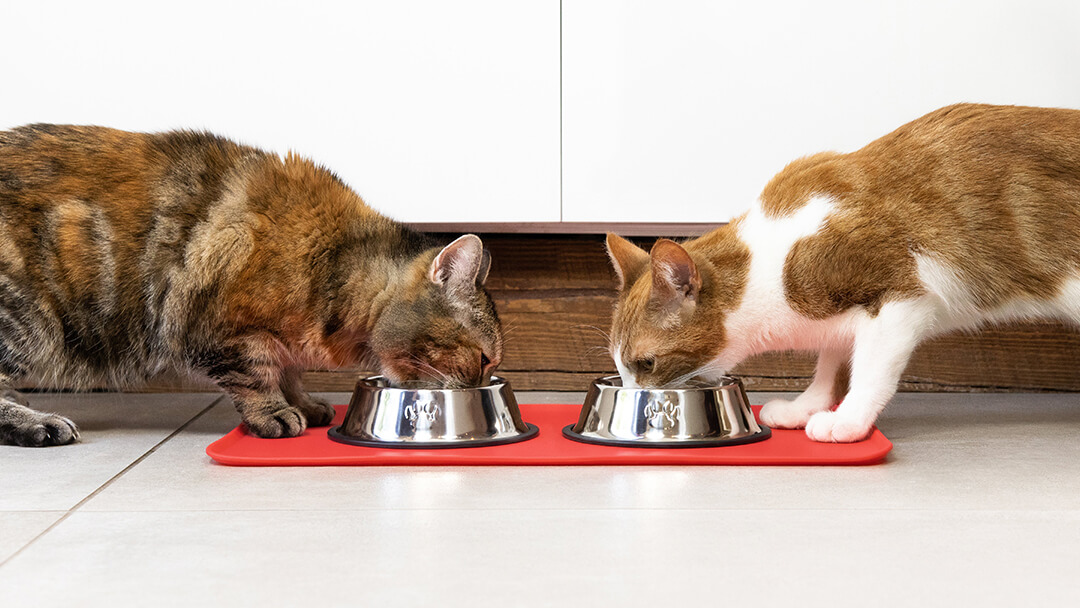 Deux chats mangeant dans une gamelle