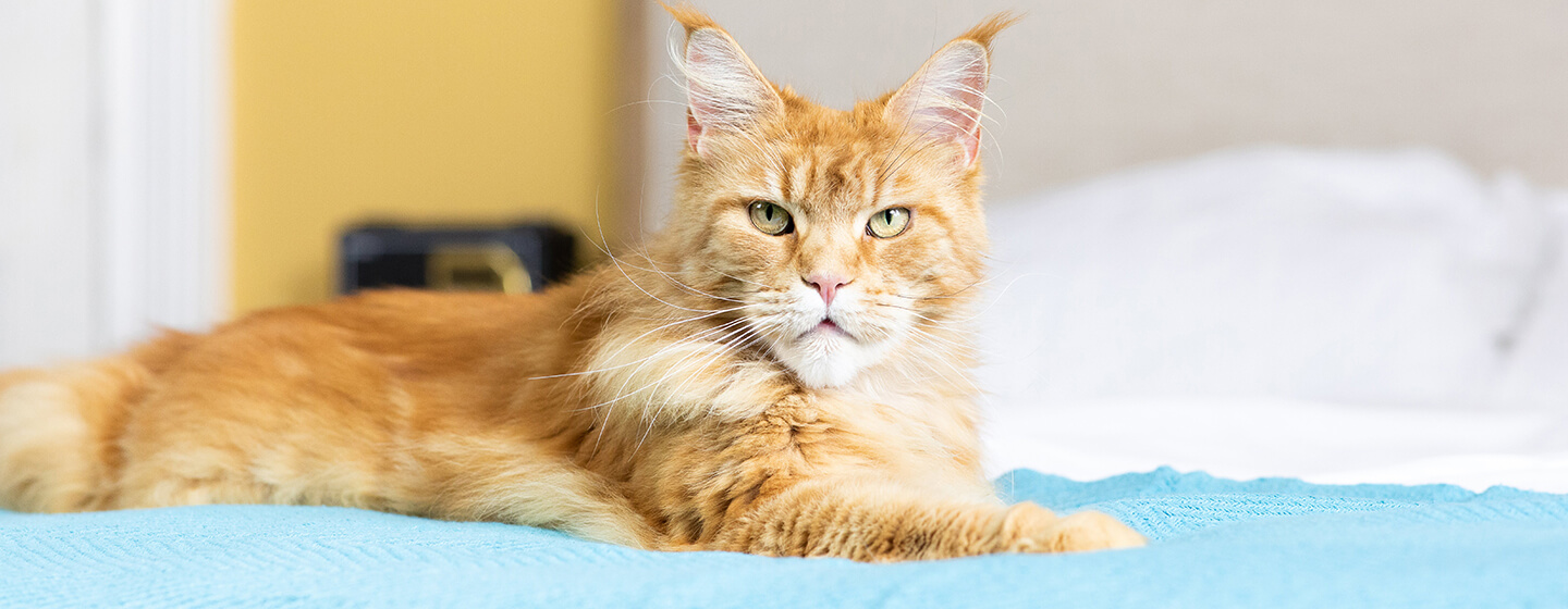 Katze sitzt auf einem Bett