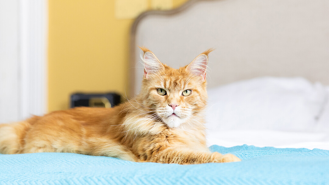 Katze sitzt auf einem Bett