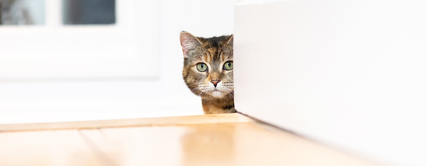 Chat regardant depuis l’angle d’un mur