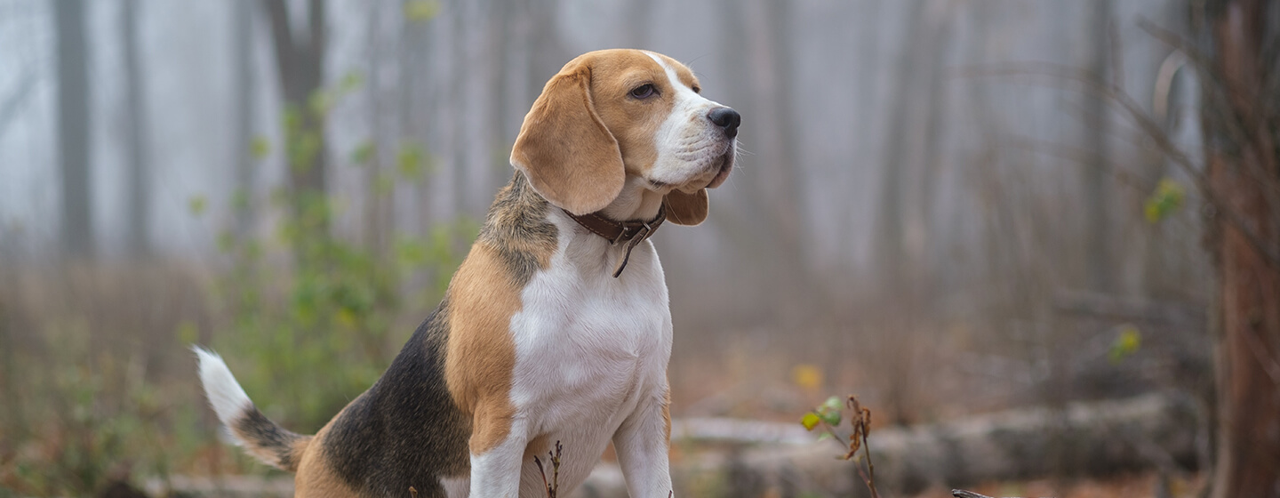 Chien sur un tronc d’arbre dans la forêt