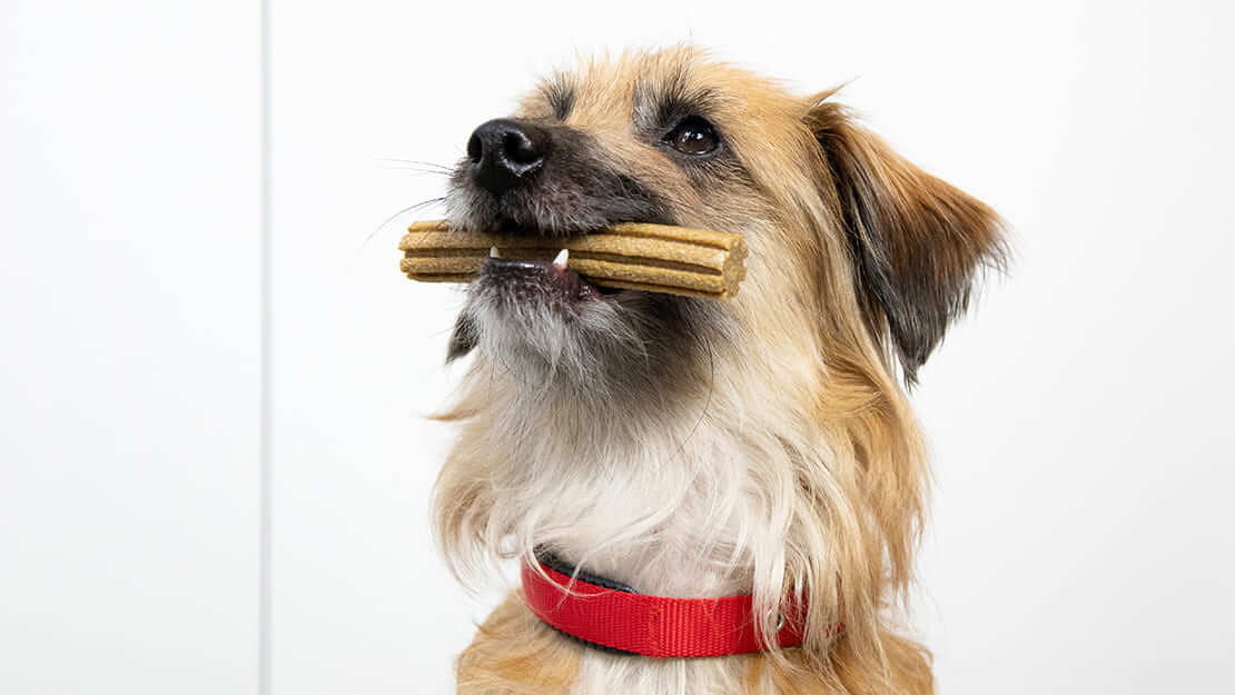 Gamme de friandises à mâcher pour chien