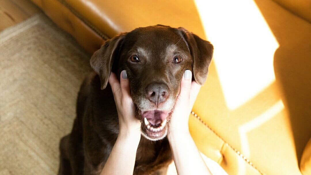 Schokoladenbrauner Labrador, dessen Maul von Besitzer offen gehalten wird