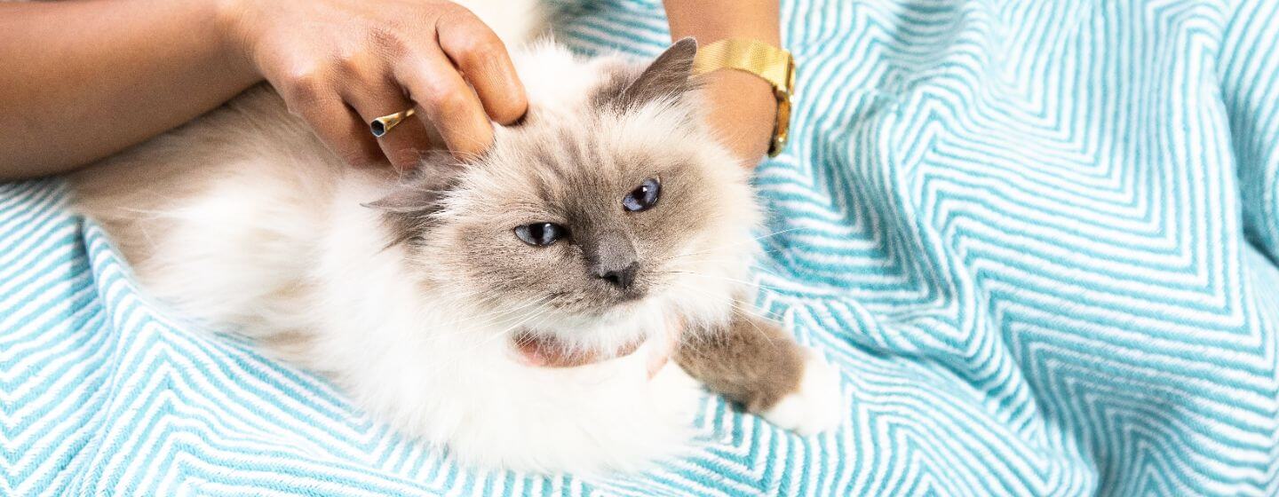 Chat allongé dans des couvertures, en train d’être caressé