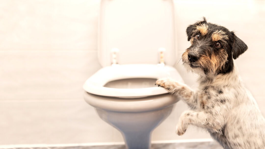 Hund sitzt auf Toilette